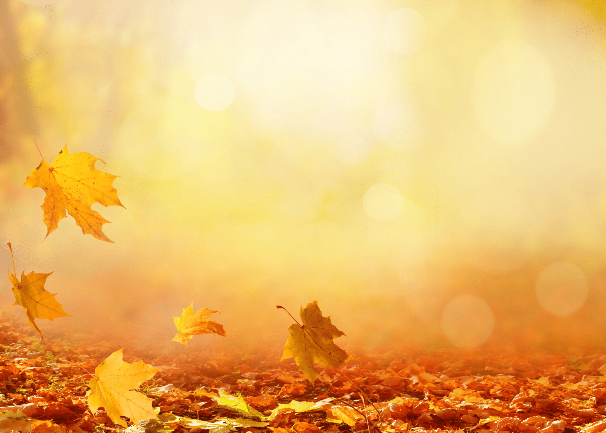 Autumn leaves on the ground with a blurred background.