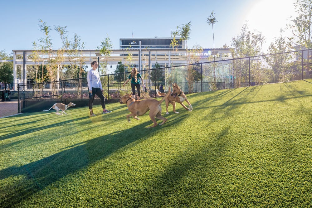 A group of people playing with dogs on a grassy field near a parking structure.