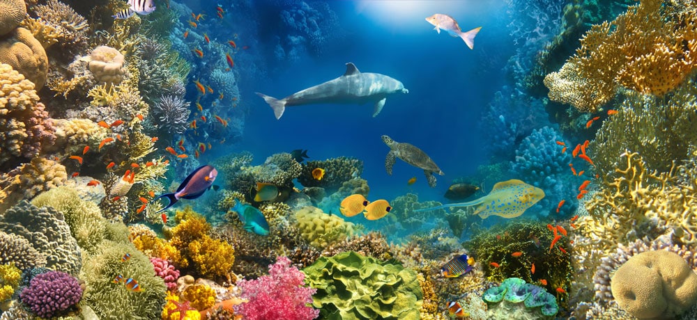 A colorful coral reef teeming with an abundance of dolphins and fish, showcasing the mesmerizing evolution of life underwater.