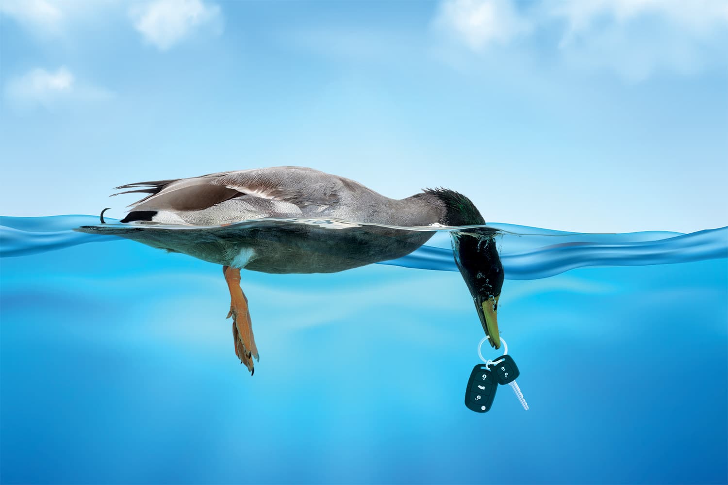A duck swimming with a key in its mouth.
